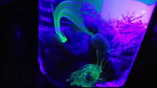 Sea Sponge Pumping/Filtering Water with Dye