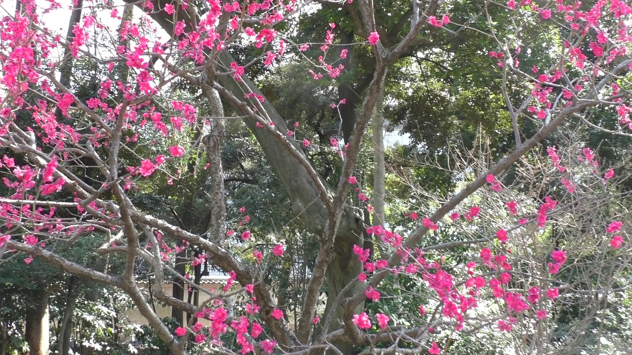 梅の種類】紅千鳥（べにちどり）Benichidori - Japanese Plum Tree