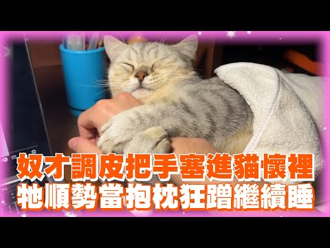 奴才調皮把手塞進貓懷裡　牠順勢當抱枕狂蹭繼續睡｜寵物動物｜貓咪｜精選影片