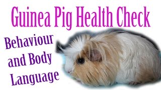 Piggie Health Check #14 ~ Behaviour and Body Language