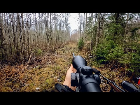 Medības ar Norvēģu aļņu suni / Moose hunt with Norwegian Elkhound