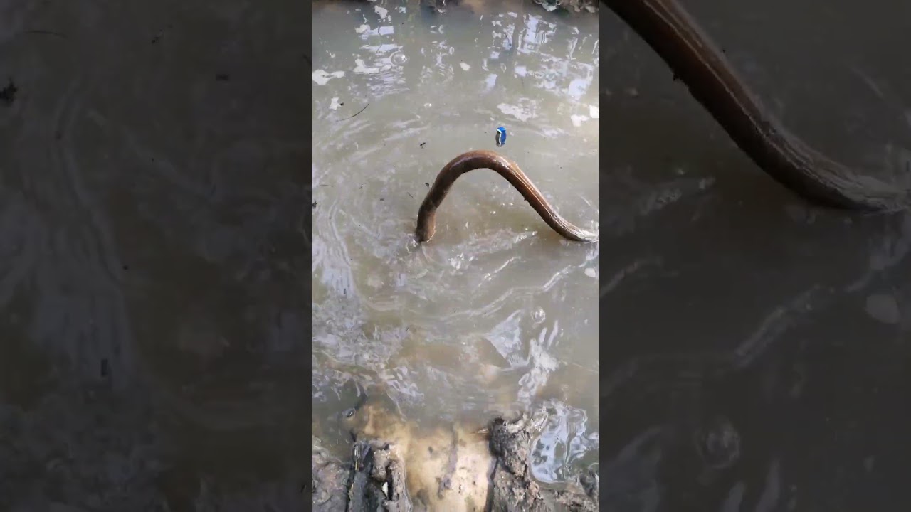 How to Hunting Eel ?