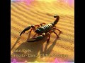 Dance Of The Scorpion mp3