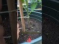 Proper Technique for Tying Tomato Plants Using a Figure-Eight Knot