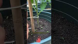 Proper Technique for Tying Tomato Plants Using a Figure-Eight Knot