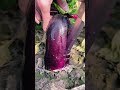 Colorful mulberry cultivation on rural farmer's land #shortvideo #farming #youtubeshorts