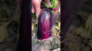 Colorful mulberry cultivation on rural farmer's land #shortvideo #farming #youtubeshorts