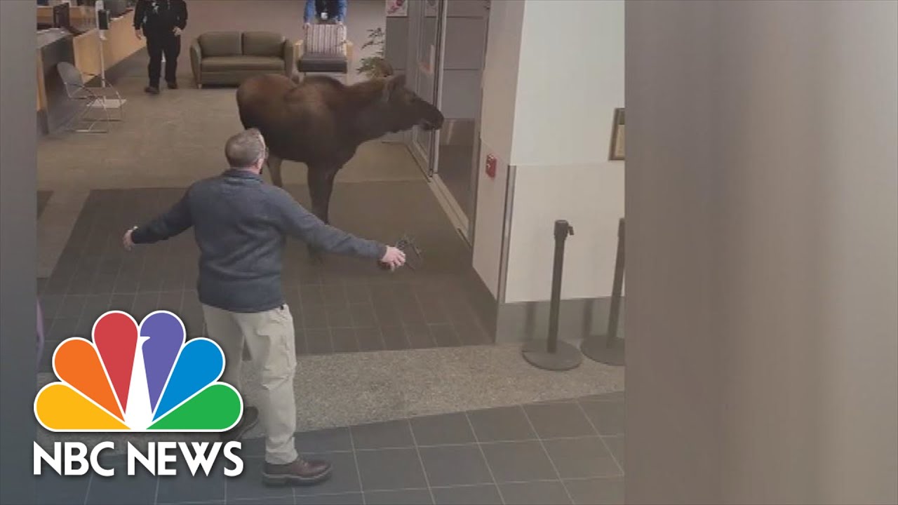 Watch: Moose on the loose wanders through Alaska hospital