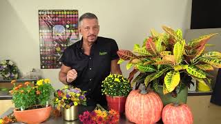 Fall Flower Tips