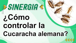 SINERGIA CAPITULO 1: Herramientas para control de cucaracha alemana