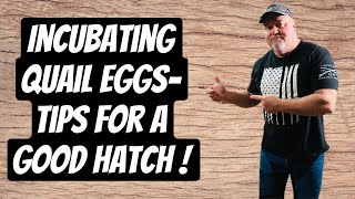 Incubating Quail EggsTips For A Good Hatch !!