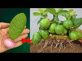 Unique technique of growing guava with leaves gives incredible efficiency