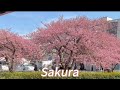 A Day Out at the Station | Sakura