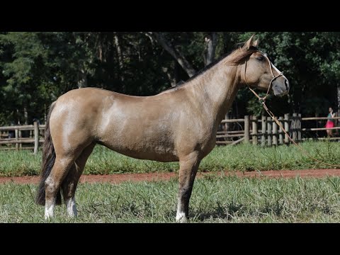 LOTE 51 - RP 133´- 1º LEILÃO DO PATRIARCA GENÉTICA ADITIVA 2022