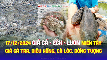 ✅ Giá Lươn Cá Ếch ĐBSCL 17/12/2024 ↗️ Giá Cá Tra, Cá Lóc, Điêu Hồng, Trê Vàng, Cá Chình & Bống Tượng
