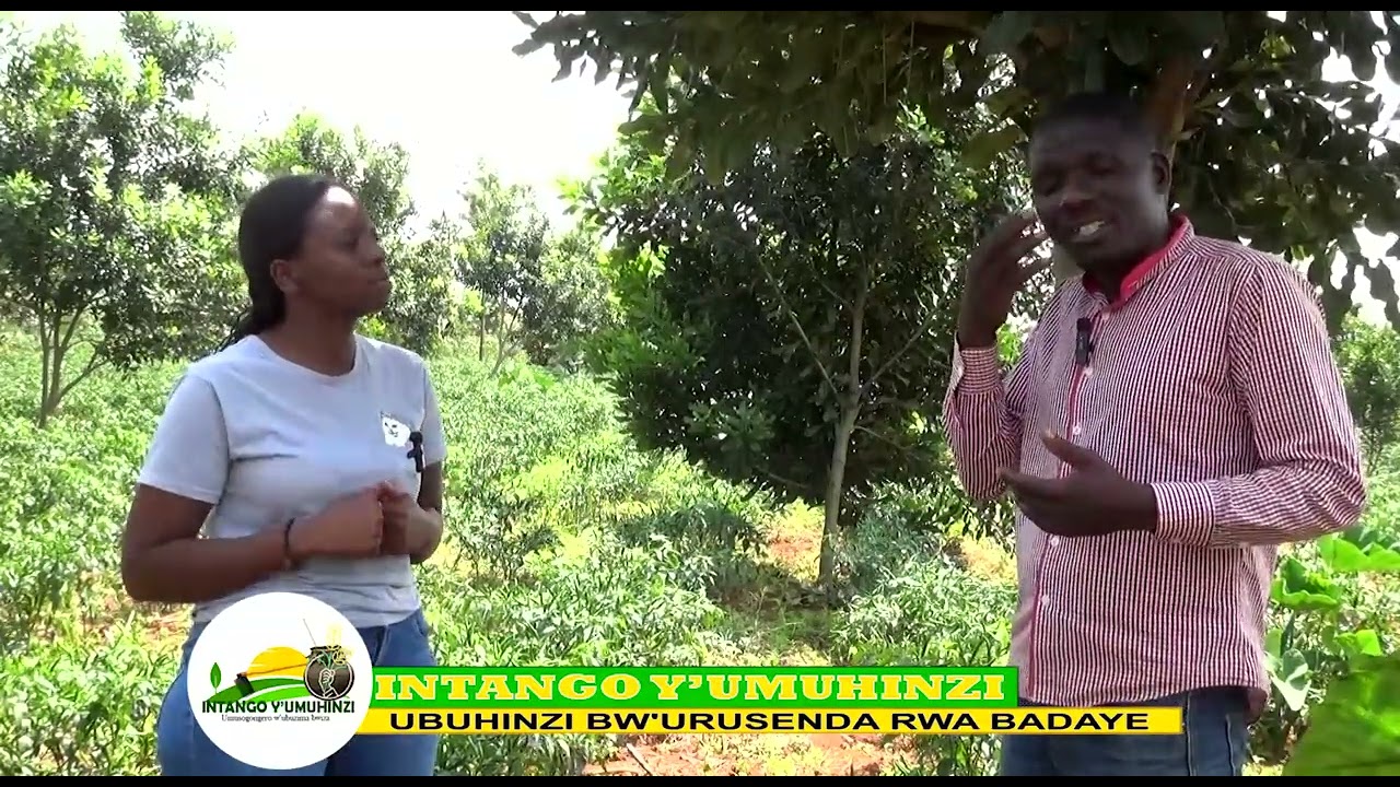 #JEANNEAHISHAKIYE #UBUHINZI BW'URUSENDA RWA BADAYE RWAMUVANYE HAMWE RUMWICAZA KU NTEBE Y'IFARANGA