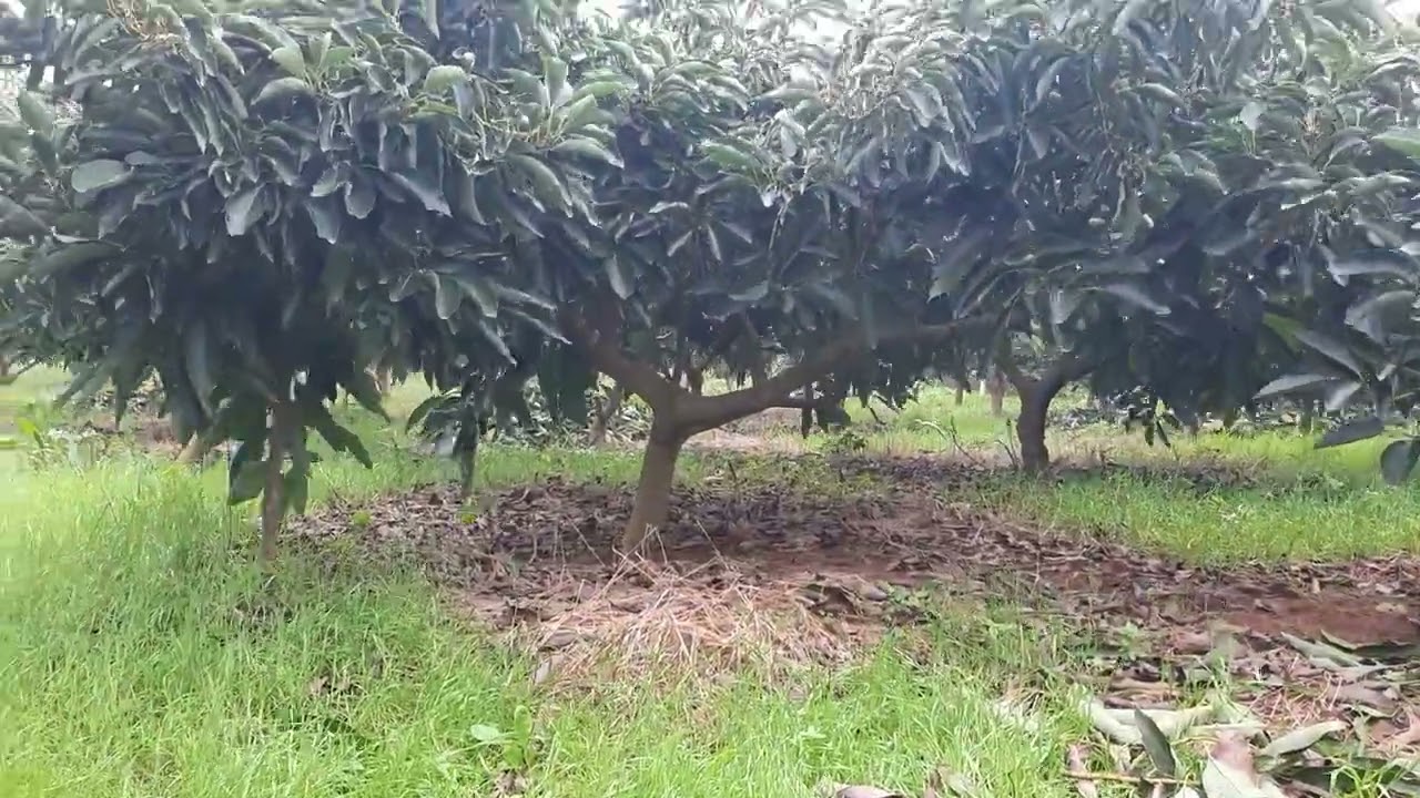 بعد الجني تاتي عملية الزبير وتقليم الاشجار