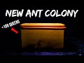 Someone gave me a new huge ant colony with 100 queens