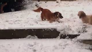 أنظر لهذه الكلاب الرائعة كيف تلعب في الثلج