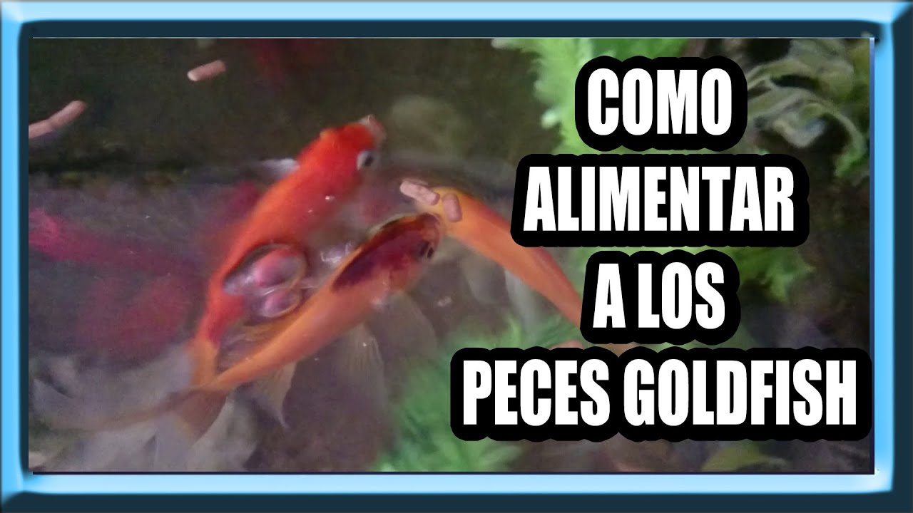Como Alimentar Peces Goldfish gatos feos