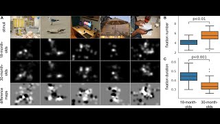Decoding Toddlers Gaze A Machine Learning Breakthrough