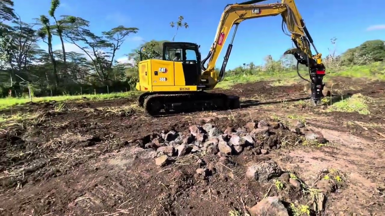 Avocado Farm in my Land in Big Island Hawaii