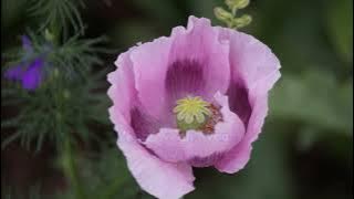 I Feel the Earth Move - Martika: with Lyrics(가사번역) || Denver Botanic Gardens on June 24, 2022