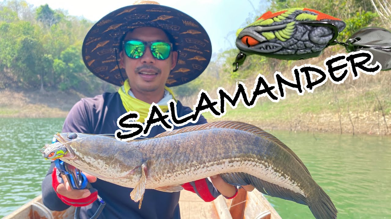 SALAMANDER ราคาประหยัด ใช้งานโคตรคุ้ม