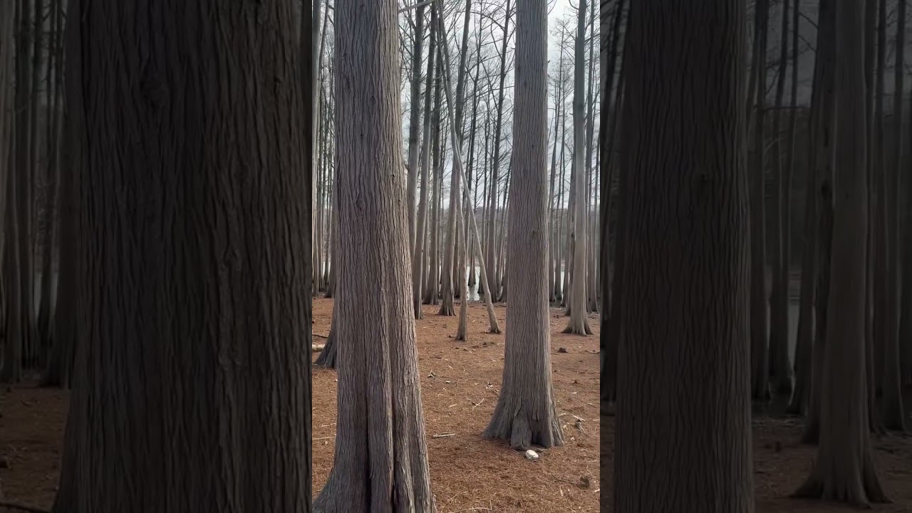 Beautiful sight to behold! The Stead!