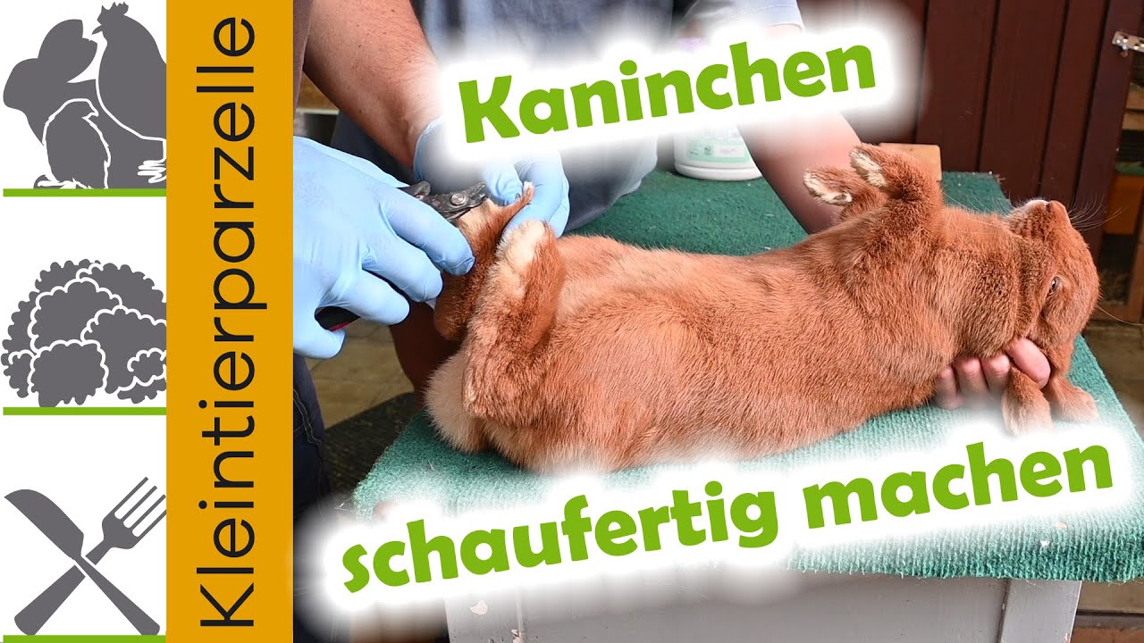 Kaninchen schaufertig machen Krallen schneiden Geschlechtsecken reinigen Zahnstellung