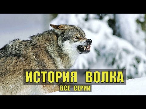 ЖИЗНЬ ВОЛКА СУДЬБА ВСЕ СЕРИИ ИСТОРИИ из ЖИЗНИ МЕДВЕДИ ВОЛКИ ЖИВОТНЫЕ в ЛЕСУ ОХОТА РЫБАЛКА СЕРИАЛ