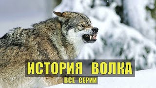 ЖИЗНЬ ВОЛКА СУДЬБА ВСЕ СЕРИИ ИСТОРИИ из ЖИЗНИ МЕДВЕДИ ВОЛКИ ЖИВОТНЫЕ в ЛЕСУ ОХОТА РЫБАЛКА СЕРИАЛ