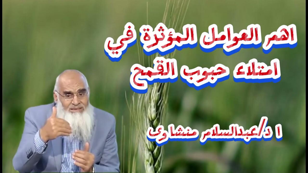 القمح/الحصول على اعلى امتلاء لحبوب القمح؟؟