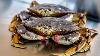California Crab Snaring- Crabbing for Beginners | The Salty Twins
