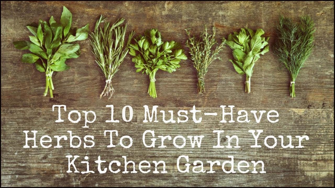 10 Medicinal Herbs You Can Grow At Home To Relieve Pain YouTube