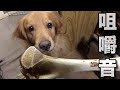 【犬の咀嚼音】ゴールデンレトリバーが牛の骨を噛み砕く音が爽快!! #ASMR