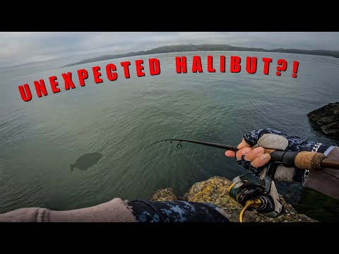 Catching Halibut On A 1000 Size Reel?! | SF Bay Area Fishing