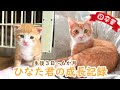 【卒業記念】おしゃべり猫ひなた君の成長記録・生後３日～６か月【未公開映像あり】