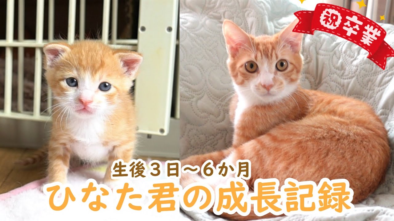 じゃれねこ『3月☆29気球×パープルピンク』