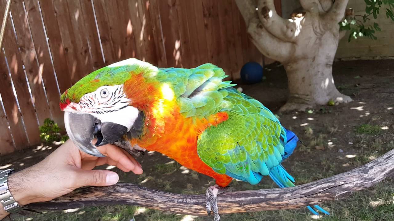 My Harlequin Macaw on his tree swing. YouTube