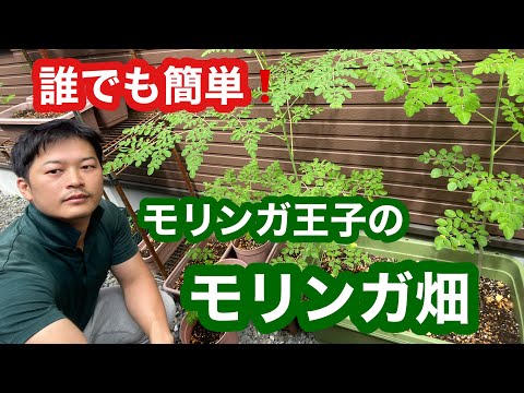 Siberian melic altissima 育て方：美しい紫色の花穂を楽しむコツ
