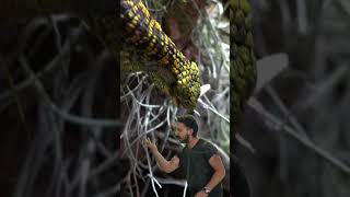 Me trying to encouraging Mithrax to chew! #abronia #reptiles #terrarium #nature #shorts #lizard