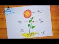 رسم اجزاء النبات رسم اجزاء النباتات Draw The Parts Of A Plant Bir Bitkinin Bölümlerini çizin 4 