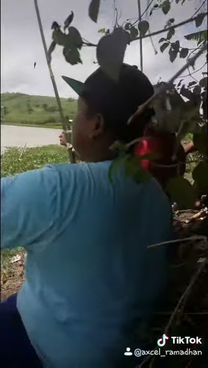 Tik tok viral, wes suwe ora mancing....!!!!