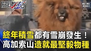 終年積雪時刻都有雪崩發生! 高加索山極端氣候造就最堅毅物種! 關鍵時刻 20171030-3 朱學恒