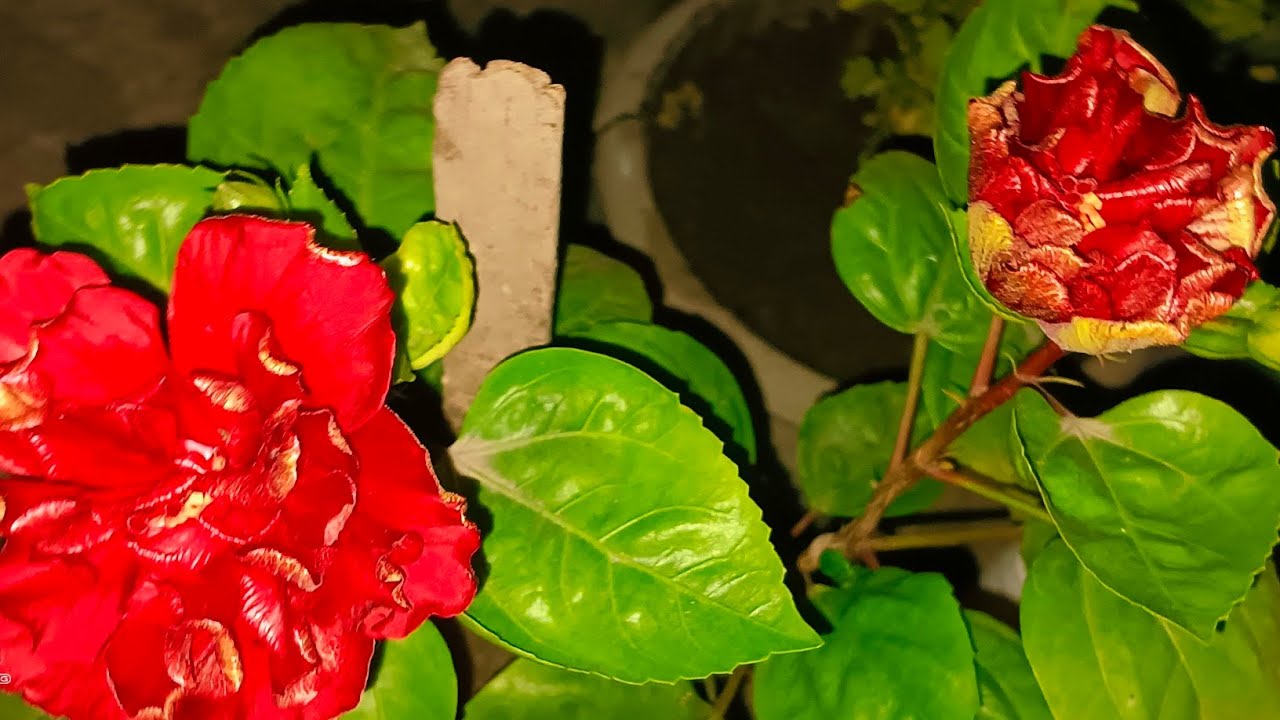 ବଗିଚାରେ ସବୁ ପ୍ରକାର ଗଛ 😱