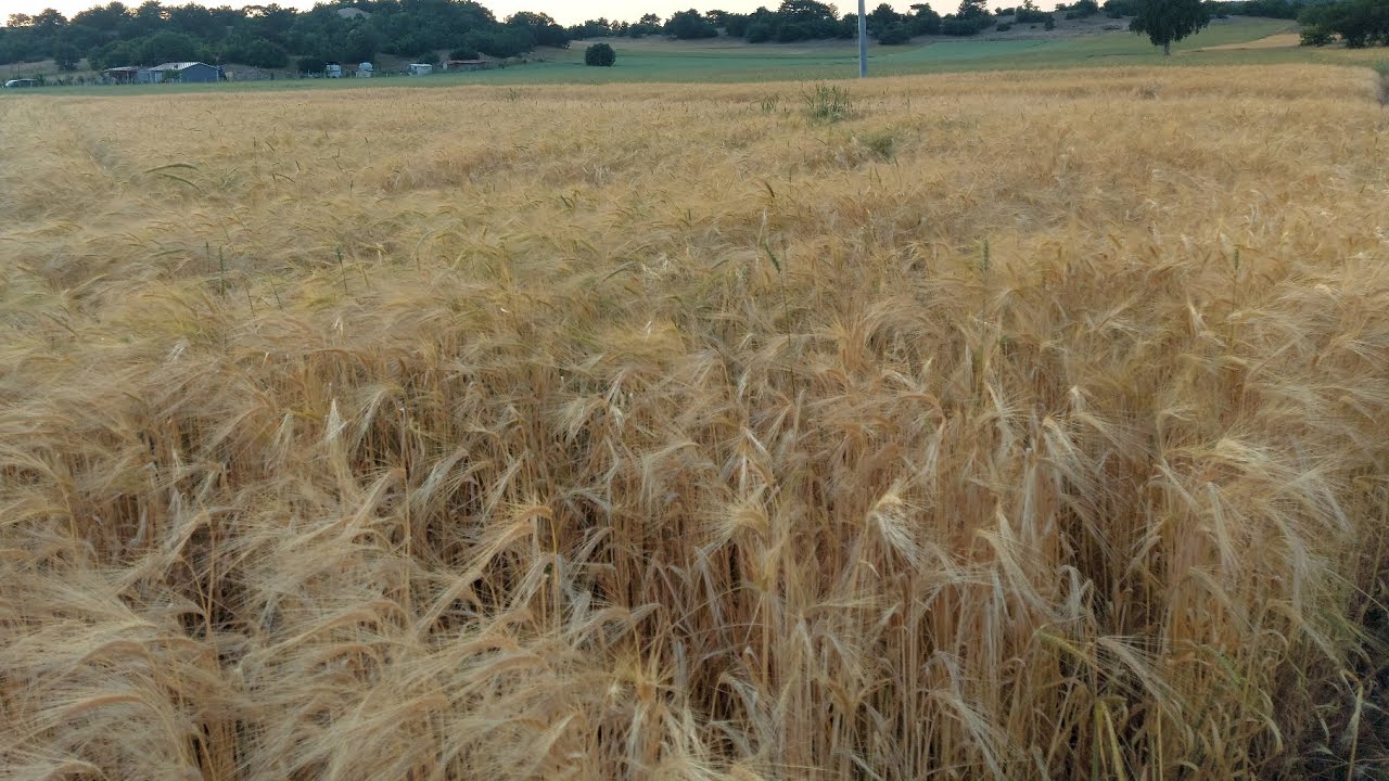 Fitopatoloji ve Mikoloji Hap Bilgiler | Kurzinfo zu Phytopathologie und Mykologie 🪸🍂🌳🍄🌿🍁 