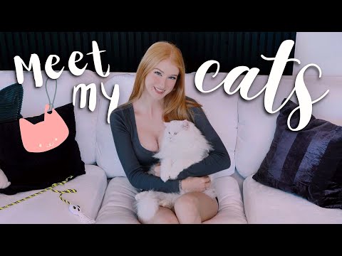 Meet My Cats! 🐾 Tofu, Finn & Theo Steal the Spotlight