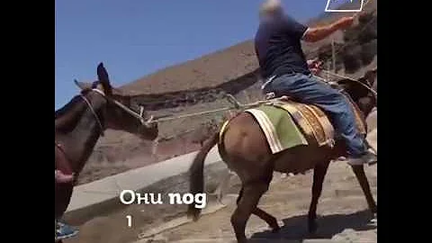 УЖАС!!! Как живут мулы и ослы в рабстве