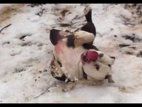 Snow Sledding Victorian Bulldog Funny Dog Video